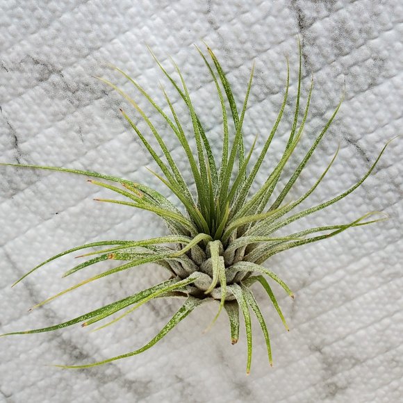 Live Air Plant, Tillandsia Ionantha, medium airplant for Terrarium, Fairy Garden - Picture 2 of 5